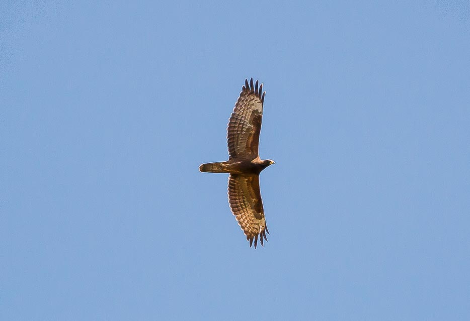 Richiesta conferma id. Rapace