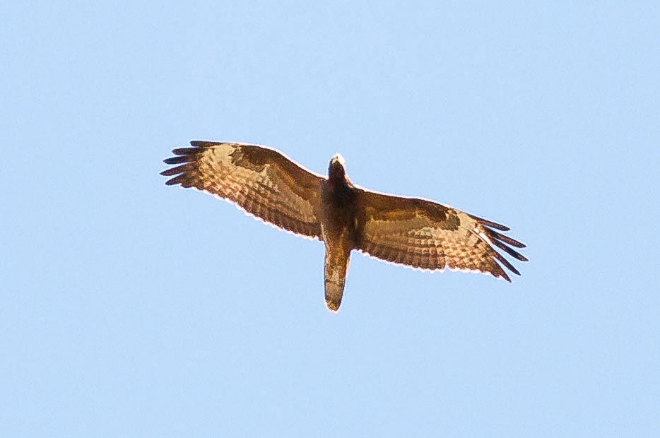 Richiesta conferma id. Rapace