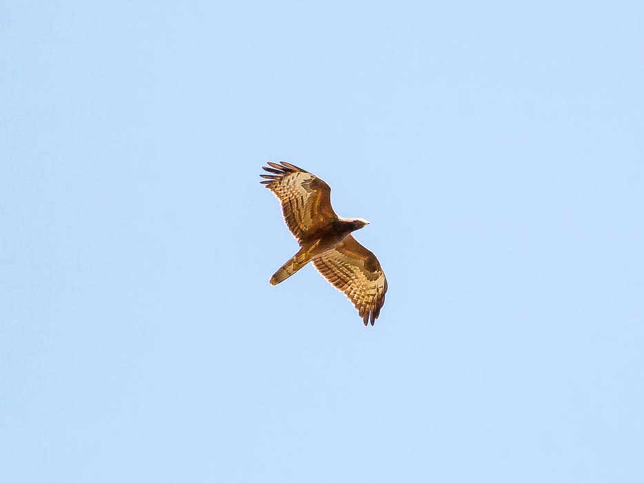 Richiesta conferma id. Rapace