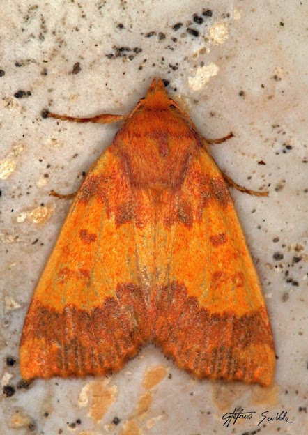 Tiliacea aurago (Noctuidae)