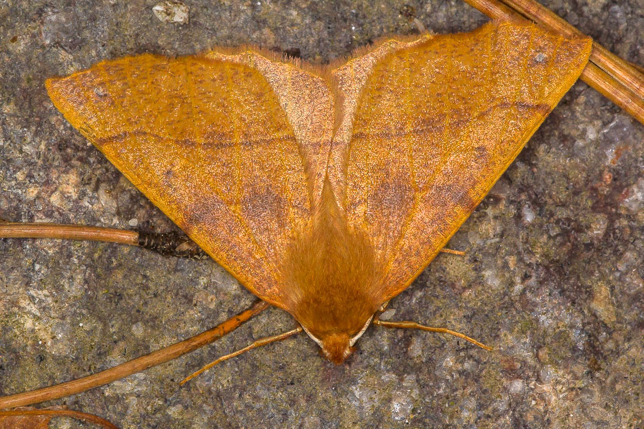 Quiz n 6 - Colotois pennaria, Geometridae