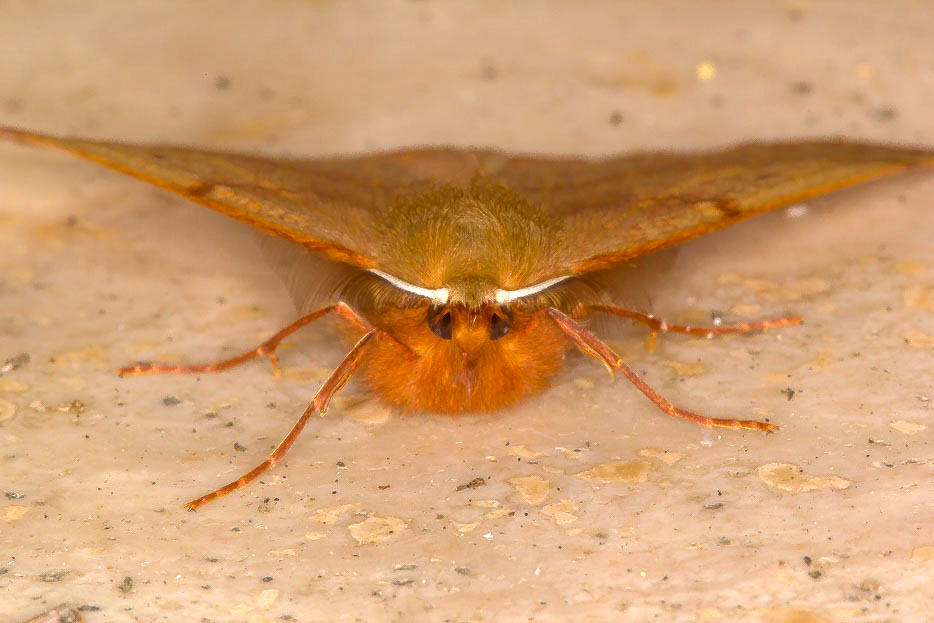 Quiz n 6 - Colotois pennaria, Geometridae