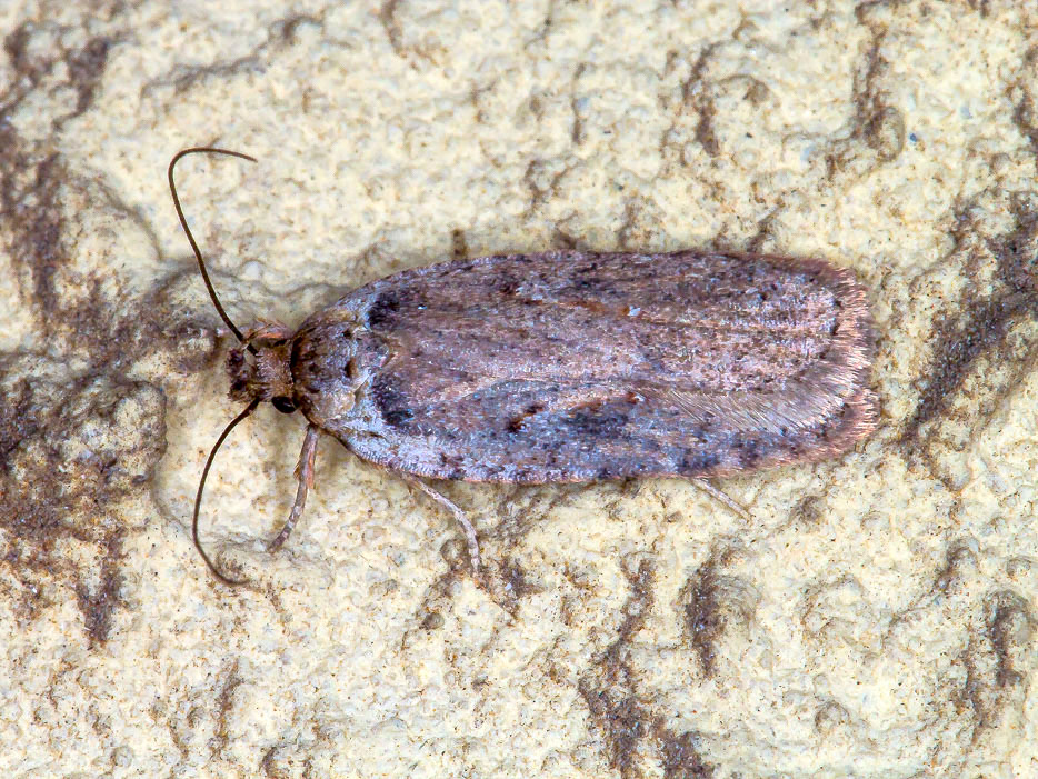 Aiuto id. Elachistidae: Agonopterix sp