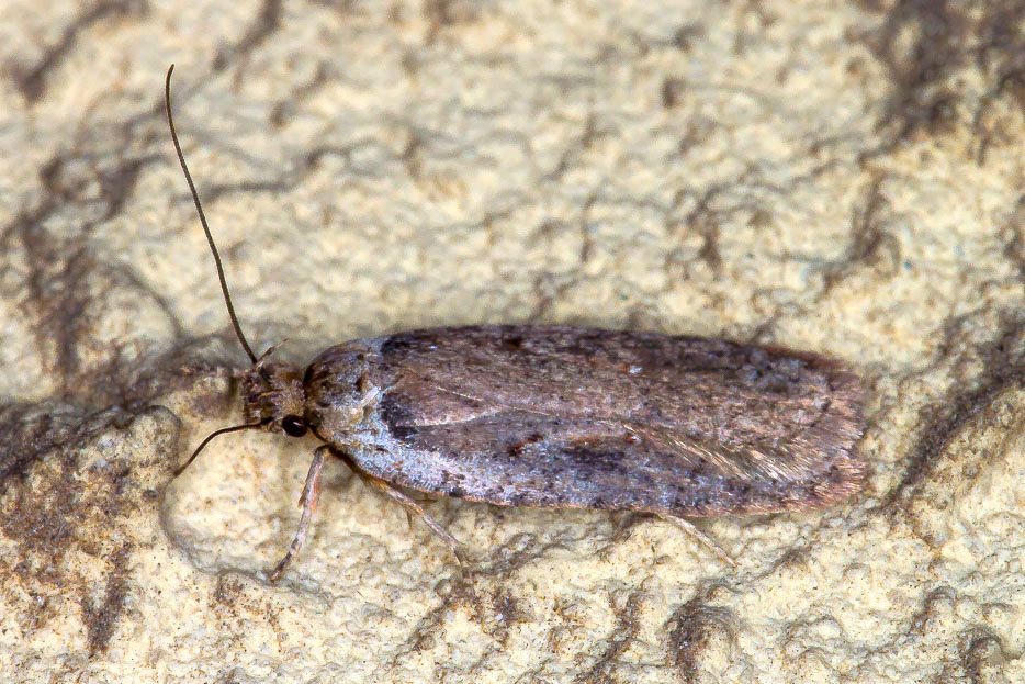 Aiuto id. Elachistidae: Agonopterix sp