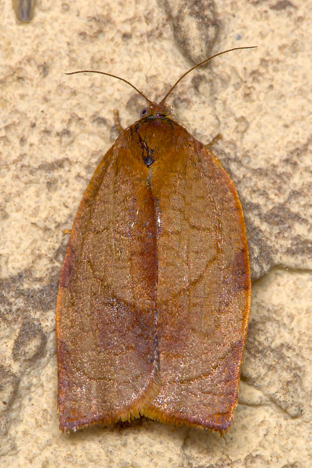 Cacoecimorpha pronubana ♂♀ - Tortricidae