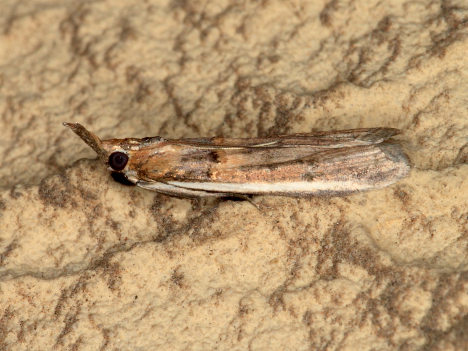 Pyralidae - Etiella zinckenella