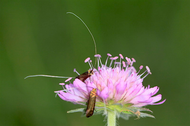 Adelidae da id - Nemophora metallica