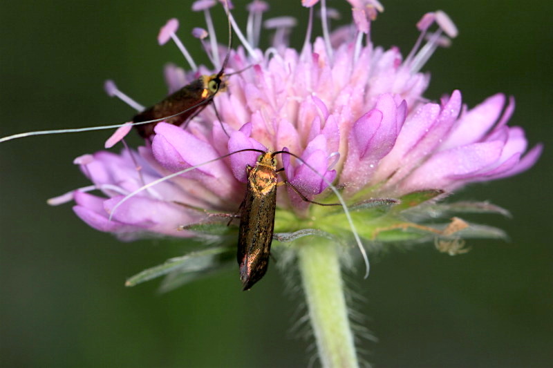 Adelidae da id - Nemophora metallica