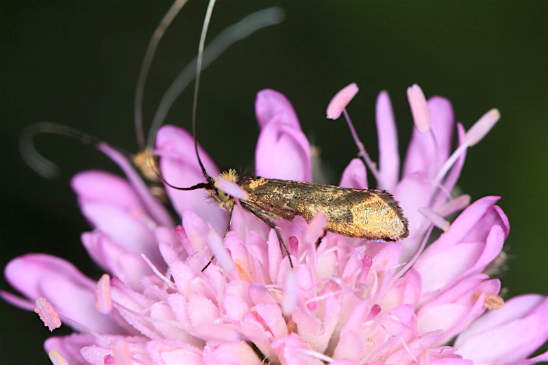 Adelidae da id - Nemophora metallica