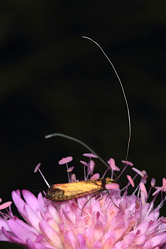 Adelidae da id - Nemophora metallica