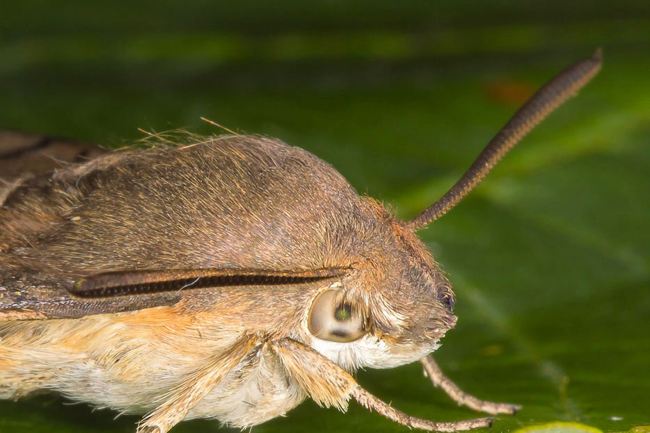 Quiz N 5 - Macroglossum stellatarum, Sphingidae