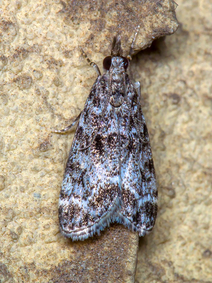 Crambidae: Eudonia mercurella