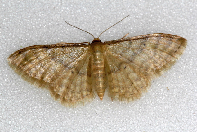 Aiuto id. Geometridae - Idaea fuscovenosa