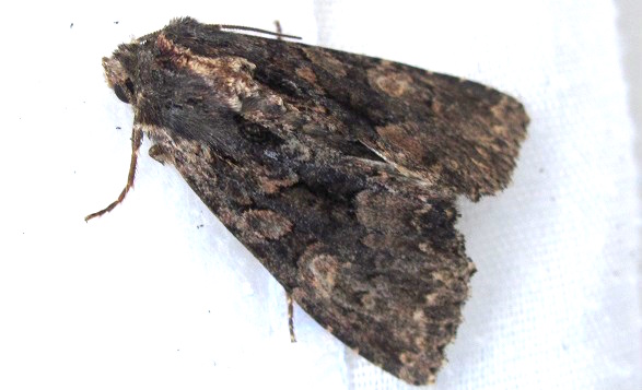 Falena da ID - Mniotype satura