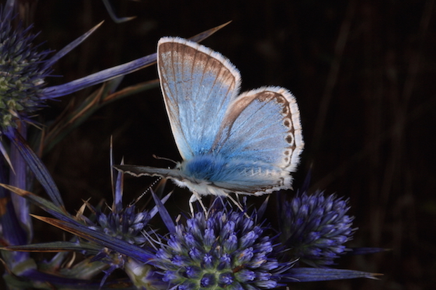 Polyommatus coridon