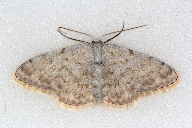 Aiuto id. Geometridae - Scopula (Calothysanis) alba