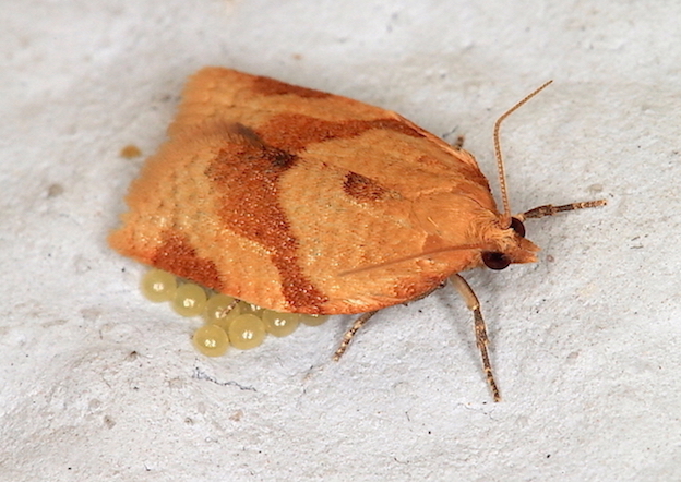 Tortricidae con uova - Clepsis consimilana maschio