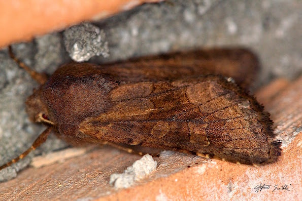 Noctuidae I - Aporophyla sp.