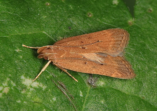 Gelechiidae