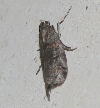 Altra piccola falena da ID - Pempelia palumbella, Pyralidae