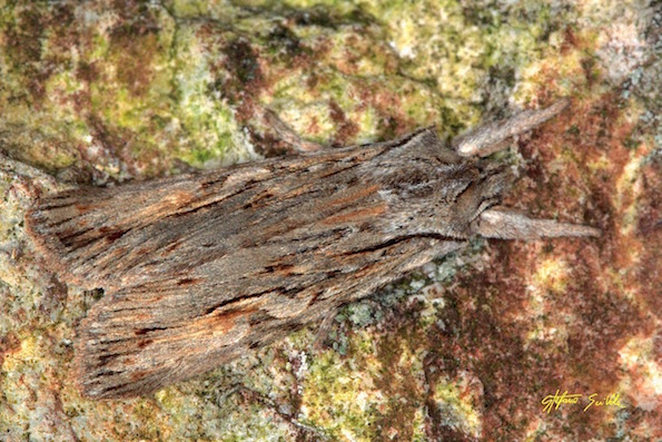 Noctuidae - Lithophane sp.