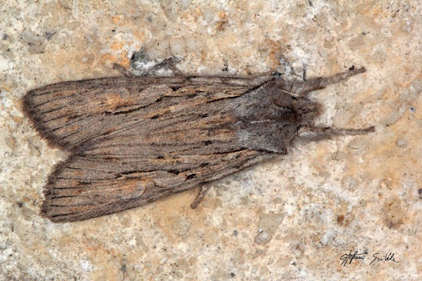 Noctuidae - Lithophane sp.