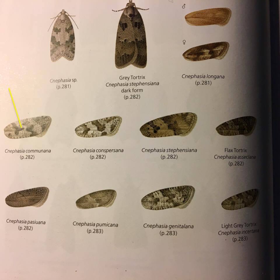 Cnephasia cfr communana. - Torticidae