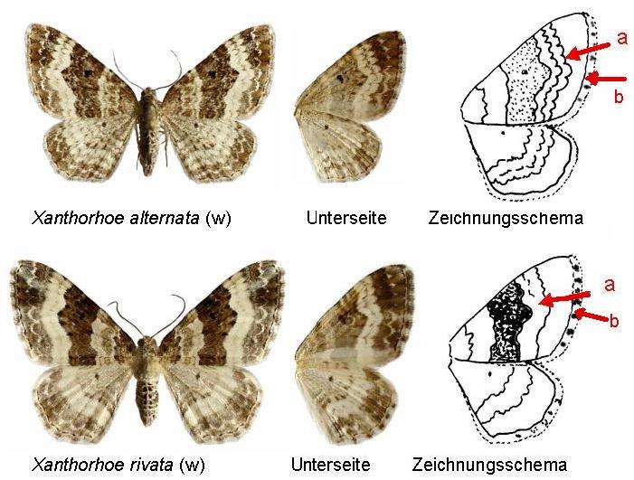 Epirrhoe alternata o Epirrhoe rivata? E. alternata