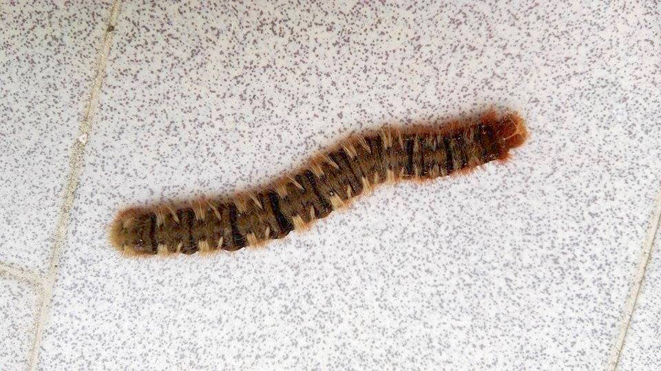 Aiuto id. larva - Lasiocampa (Lasiocampa) quercus