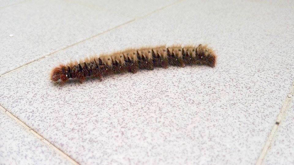 Aiuto id. larva - Lasiocampa (Lasiocampa) quercus