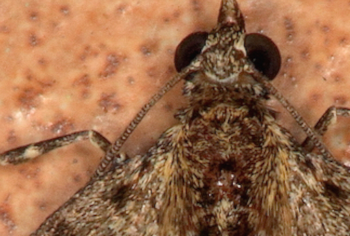 Geometridae - Thera sp.