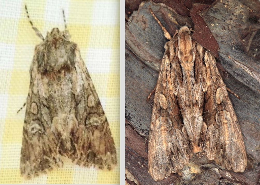 Aiuto ID. specie Noctuidae - Cfr. Apamea monoglypha