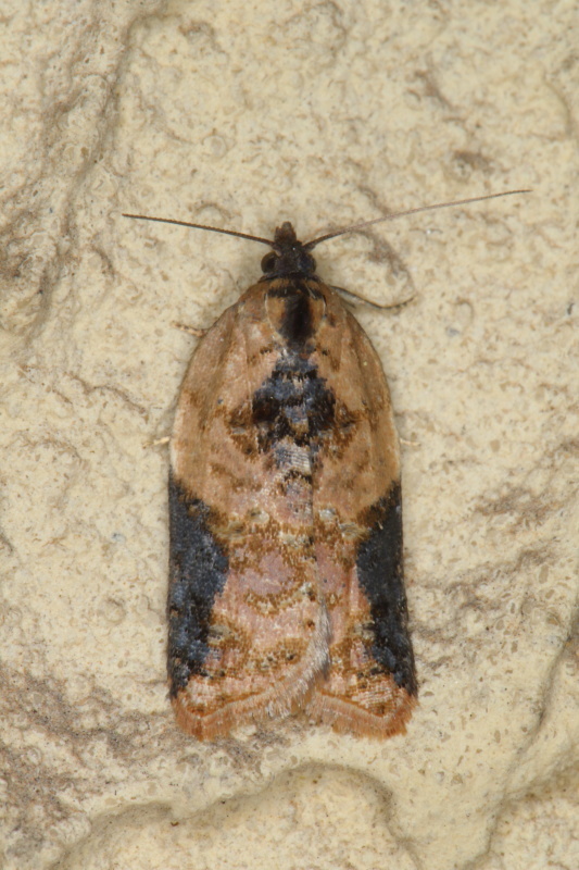 Tortricidae e prove tecniche - Acleris cfr. laterana