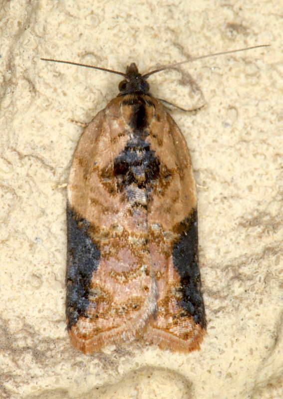 Tortricidae e prove tecniche - Acleris cfr. laterana