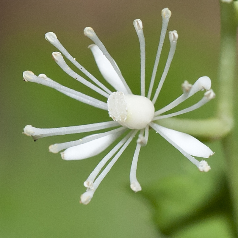 Actaea spicata / Barba di capra