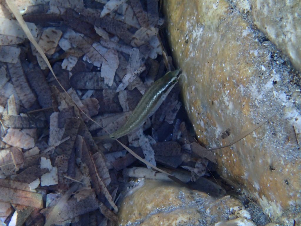 Tordo da identificare (Symphodus cf. ocellatus)