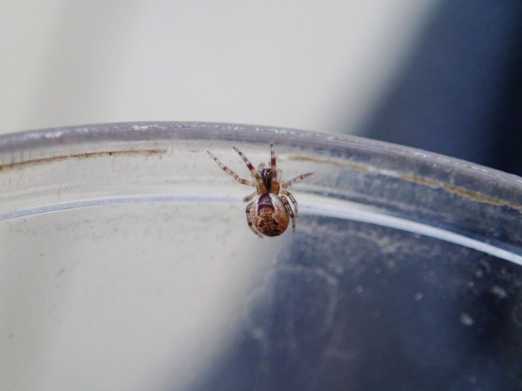 gionane Theridiidae - Bazzano (AQ)