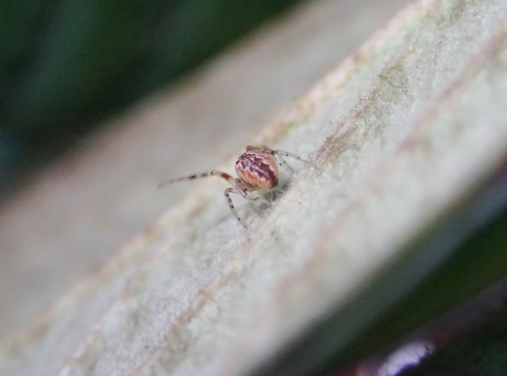 gionane Theridiidae - Bazzano (AQ)