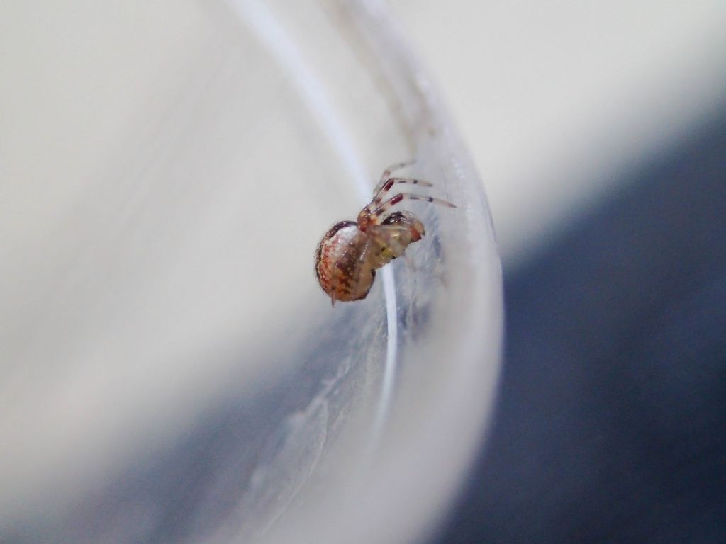 gionane Theridiidae - Bazzano (AQ)