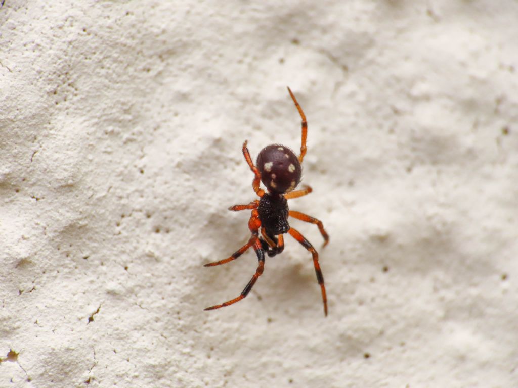 Theridiidae?  S, Crustulina guttata, maschio - Bazzano (AQ)