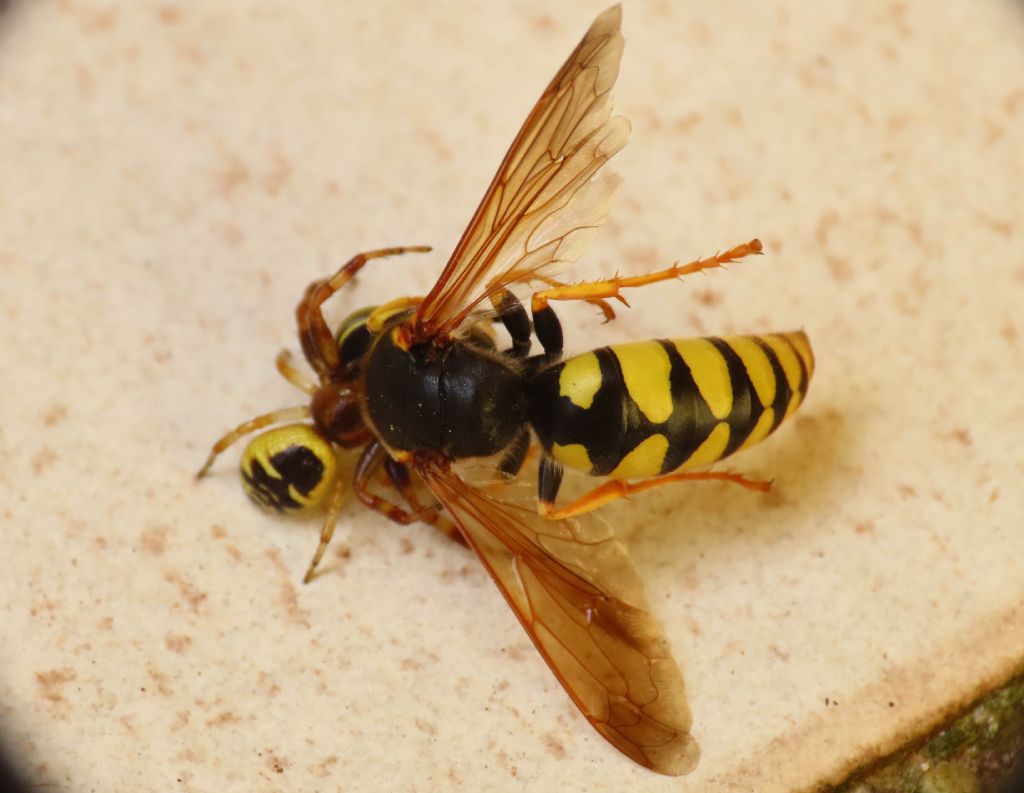 Vespidae? No, Crabronidae: Stizus fasciatus