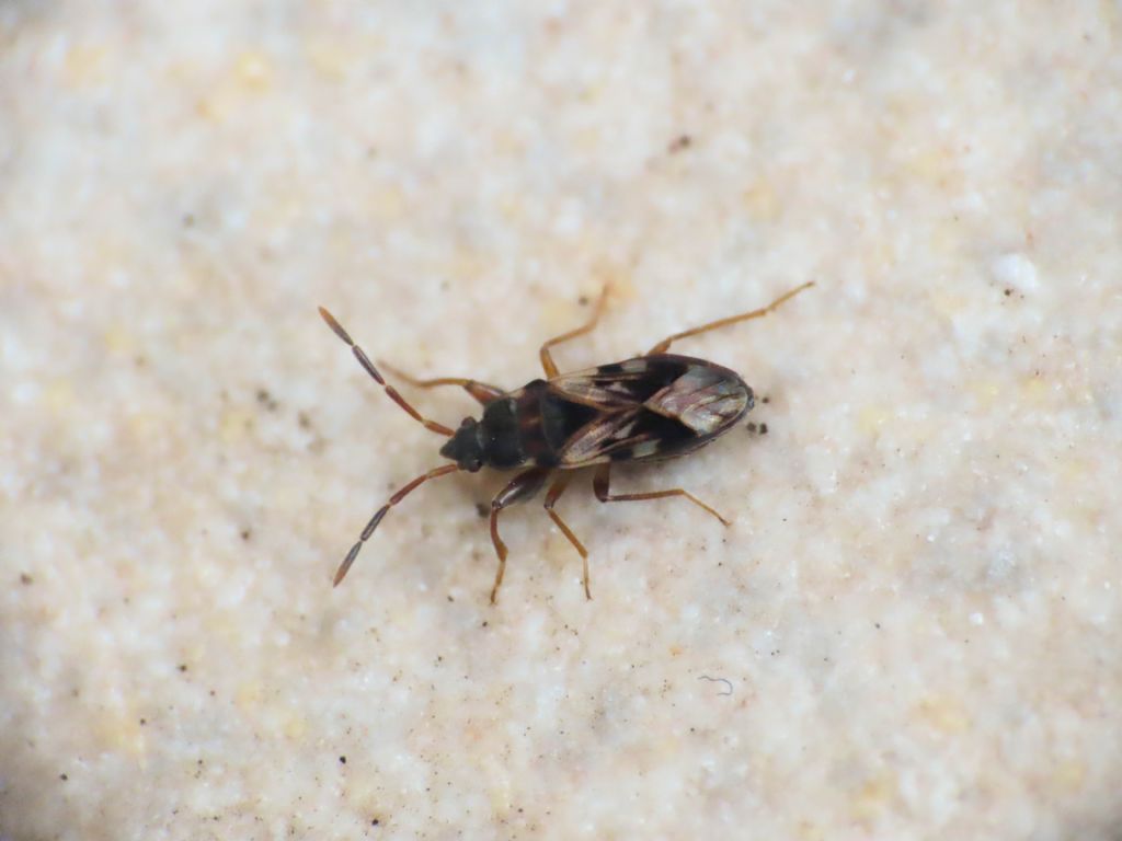 Lygaeidae: Scolopostethus cfr. decoratus