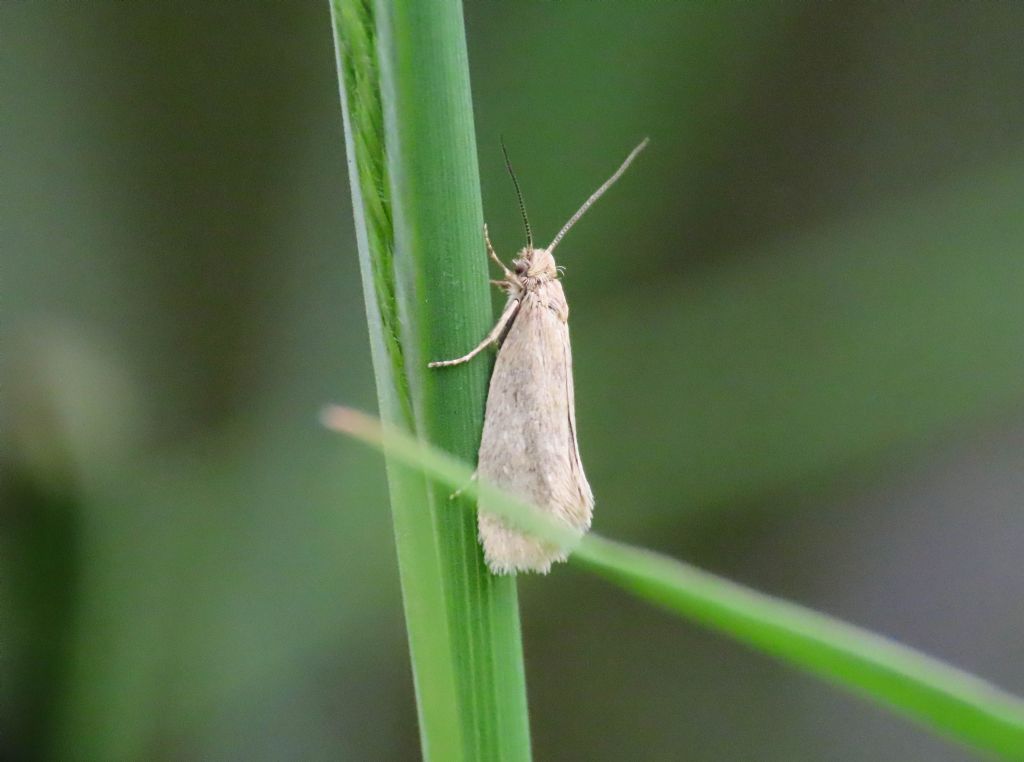 Eriocottis cfr. fuscanella - Eriocottidae