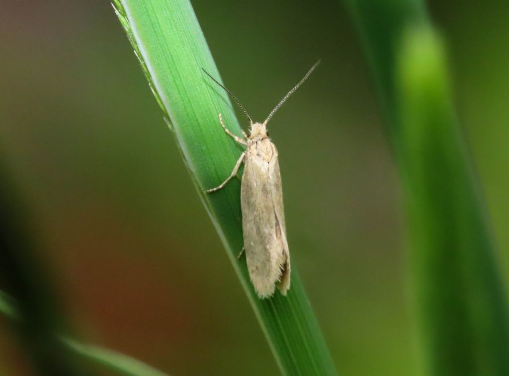 Eriocottis cfr. fuscanella - Eriocottidae