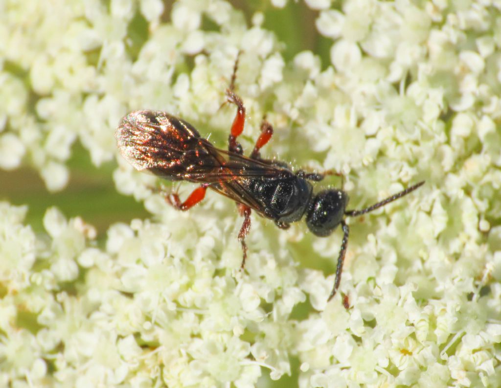 Tiphiidae: Tiphia femorata (Tiphiidae), femmina