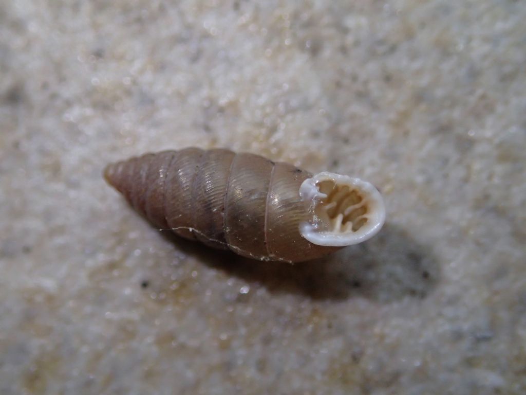 Gasteropode da identificare