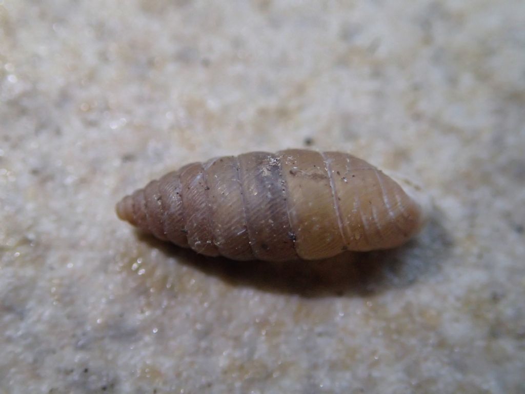 Gasteropode da identificare