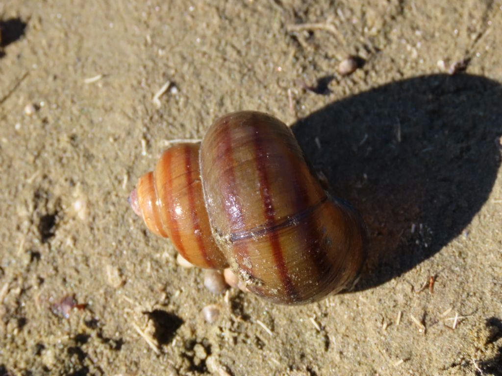 Gasteropode lacustre: Viviparus contectus