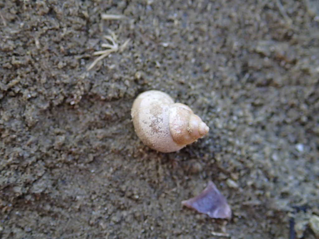 Gasteropode lacustre: Bithynia tentaculata