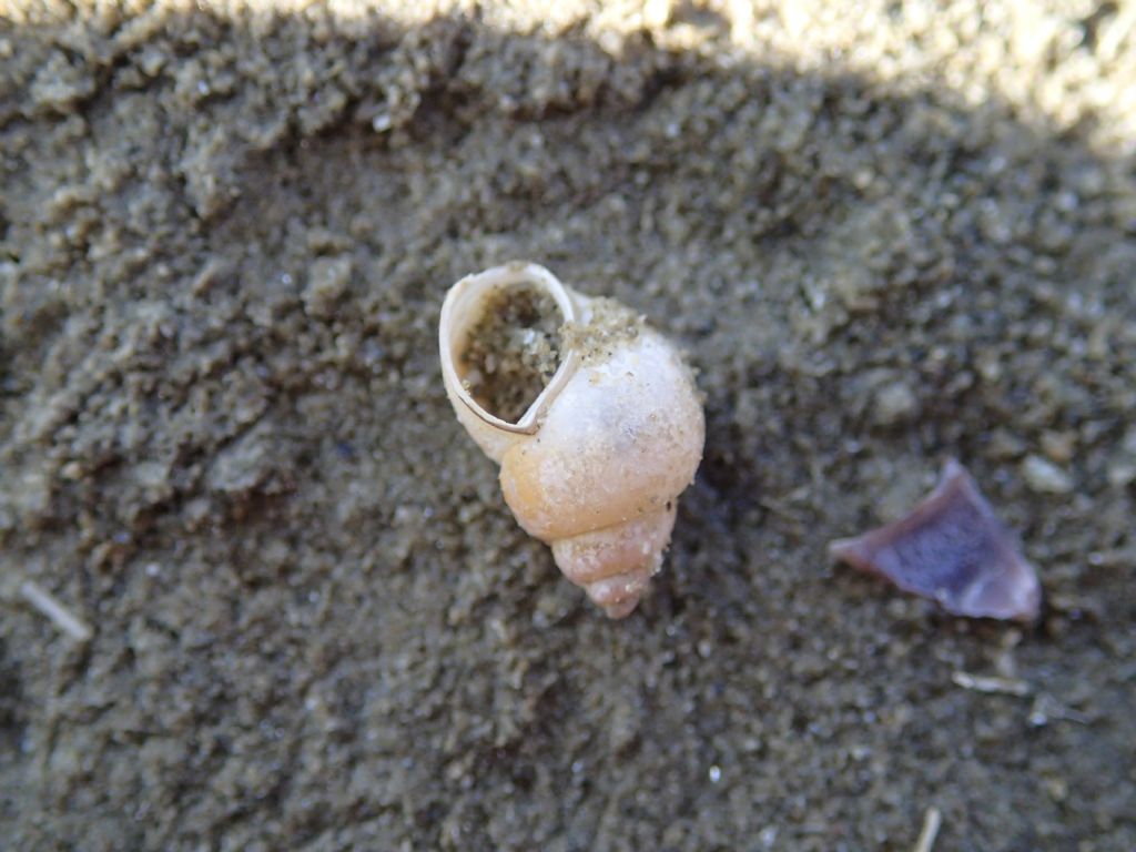 Gasteropode lacustre: Bithynia tentaculata